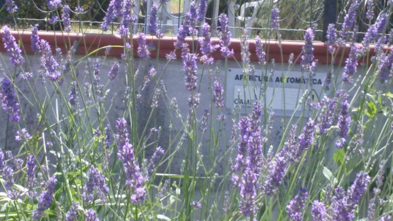 Amor Di Lavanda Cingoli Rum bild